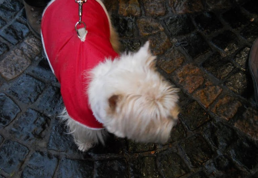 Kerstmarkt 2010 Bonn